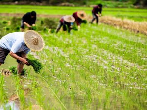 10万鸭子“援巴”灭蝗纯属子虚乌有？听该项目研究员自己怎么说  