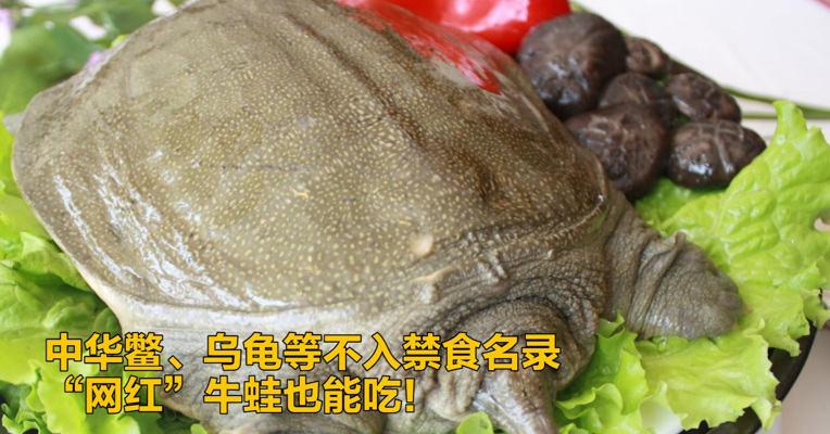 视频｜中华鳖、乌龟等不入禁食名录，“网红”牛蛙也能吃！