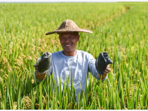 中华鳖、乌龟还能吃吗？农业农村部回应：养殖龟鳖和牛蛙等可以食用