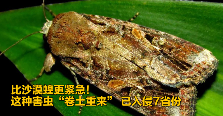 视频｜比沙漠蝗更紧急！这种害虫“卷土重来”，已入侵7省份