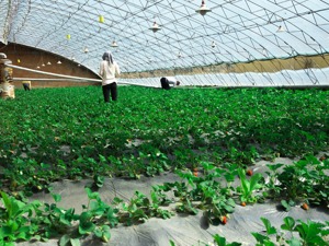 化肥价格上涨较快？农业农村部：当前主要化肥品种价格低于去年同期水平