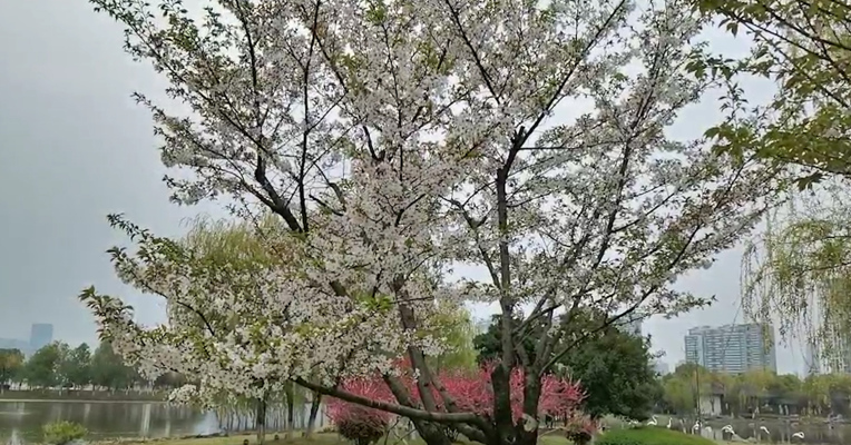 视频｜我在武汉·每经记者Vlog（62）：武汉的公园，回来了!