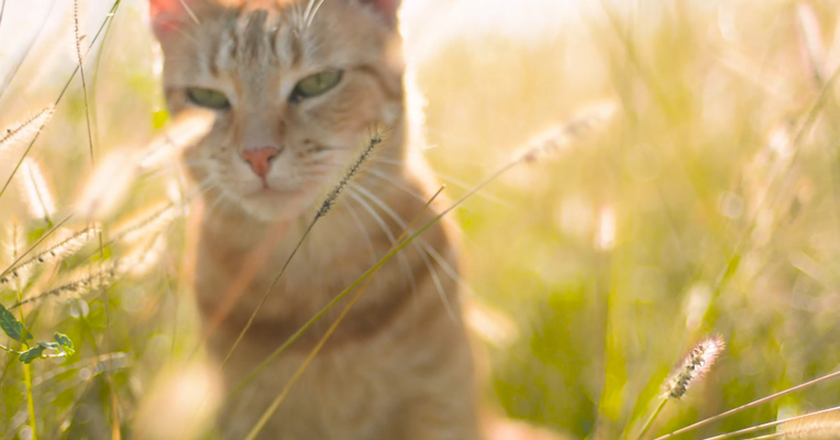 视频丨禁食猫狗！深圳“禁野令”5月1日起正式实施