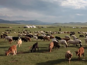 蒙古国赠送的3万只羊什么时候赶过来？别急，贴完“春膘”就来