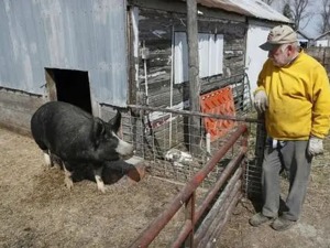 倒牛奶、埋玉米之后，美国鸡场猪场开始实施安乐死...