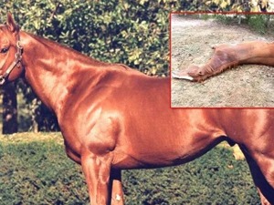 猪瘟还没走马瘟又来？农业农村部：警惕非洲马瘟境外传入风险