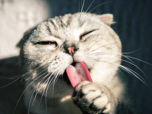 离职消防员虐猫？官方：入职培训期间便自行离队