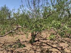苹果主产区再现花期冻灾，引爆苹果期货齐涨停，前年的高价苹果今年会重现么？