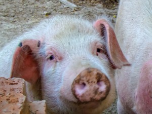 农业农村部：猪肉批发价每公斤降了6元，全国生猪存栏增加了1000多万头