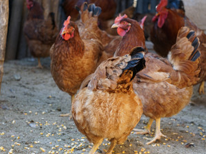 匈牙利南部暴发H5N8型禽流感疫情，350万只家禽被扑杀