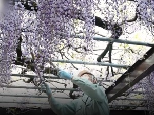 为防止游客聚集 日本600岁巨型紫藤花、8万朵百合、80万朵郁金香全被剪秃