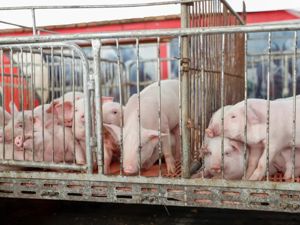 养猪致富真的难！猪价连跌11周，有养殖户“恐慌性出栏”