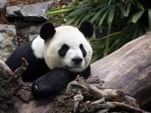 航班运的鲜竹不够吃，旅居加拿大的大熊猫将提前归国！网友：回家管够