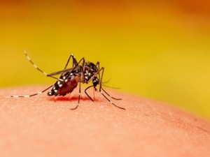 泰国新冠肺炎疫情尚未结束，登革热疫情又来袭，雨季来临恐大范围暴发，印尼超4万人感染
