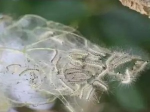 西安高新区悬赏“通缉”美国白蛾：1只最高奖100元