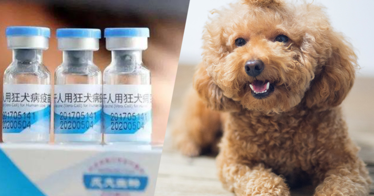 视频丨多地狂犬疫苗断货 专家称国外狂犬疫苗不符合我国标准