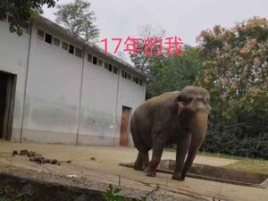 网传合肥野生动物园大象瘦成皮包骨，拿鼻子撞铁门，疑遭虐待？园方最新回应来了