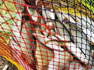 海关总署：近期对来自疫情高风险地区生鲜冷链产品开展新冠病毒检测，结果均为阴性