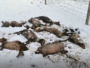 突降大雪！新疆特克斯400多名游客滞留，近500头只牲畜受冻死亡