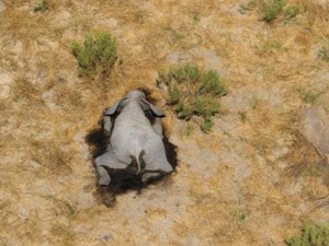 非洲350头大象接连离奇死亡，是否为未知病毒感染亟待调查