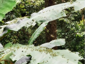 黄脊竹蝗入侵中老边境，累计发生面积近10万亩，普洱市发布灾害防控预警！