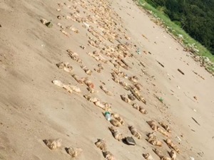 震惊！东莞海滩惊现大量猪蹄，或超过20吨，公安等多部门已介入调查