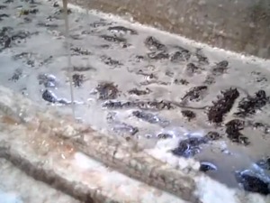 “315”曝光敌敌畏养海参！农业农村部出手：严查海参养殖违法违规用药行为