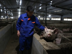 非洲猪瘟疫苗将进入扩大临床和生产性试验