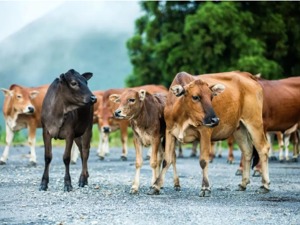 史上最贵“牛肉”！这家公司只有596头牛，股价7天涨了170%，市值飙涨31亿元