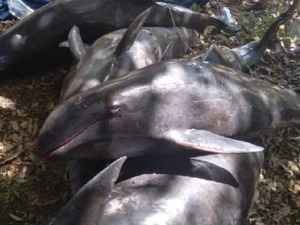 毛里求斯海岸惊现38具瓜头鲸尸体，死亡数量或继续上升，或与此前1000吨燃油泄漏有关