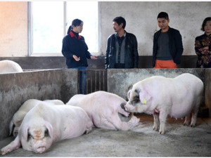 刘永好国新办谈企业家精神：养种猪就是做“猪的芯片”，须解决种猪国产化问题