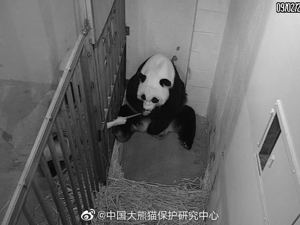 华盛顿动物园对大熊猫“美香”照顾不周？情况说明来了