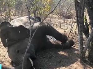 震惊！津巴布韦再现大象“神秘”死亡，此前其邻国博茨瓦纳3个月内275头大象死亡
