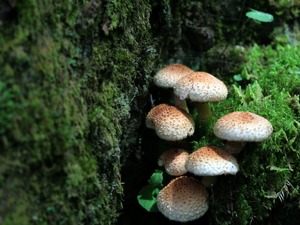 注意！西安4名儿童食用野生蘑菇中毒，仅1人幸存