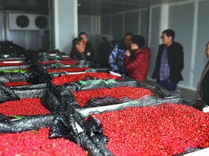 一个“仙桃”铺就一条山货“下山路” ——重庆市涪陵区大木乡的“仙桃下山记”
