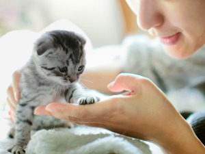 每5秒一场宠物直播 萌宠短视频催生新经济“养活”铲屎官