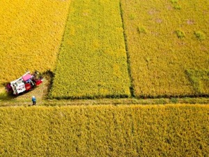 商务预报：10月12日至18日食用农产品价格有所下降 生产资料价格小幅上涨