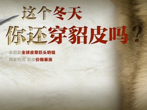 丹麦杀貂，百年皮草巨头倒闭！商户疯抢进口貂皮：一件大衣成本涨千元