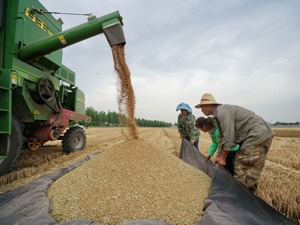 种源为何“卡脖子”：各国对种质资源保护严格 国内研发重复多突破少