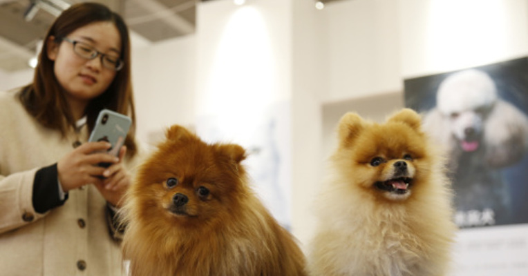 新修订的动物防疫法表决通过 对饲养犬、猫等宠物管理规定做出调整