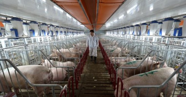 玉米开年涨价带动生猪饲料成本增约20%，业内：肉鸡养殖场更难