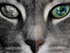 A股奇观：鼠年末尾“猫”炸了！都是“黑猫”谁更妖：一只8天翻倍险收“天地板”；一只利好“慢半拍”封涨停！