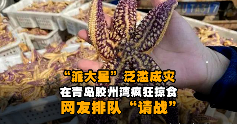 “派大星”泛滥成灾，在青岛胶州湾疯狂掠食，网友排队“请战” 