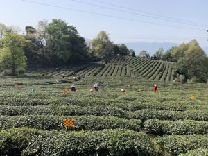 农业如何做好数字化？ 区块链、大数据助力，一线电商加码布局