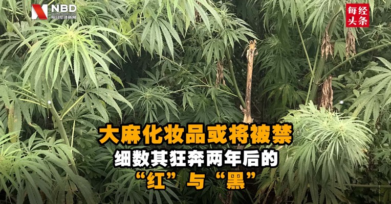大麻化妆品或将被禁  细数其狂奔两年后的“红”与“黑”