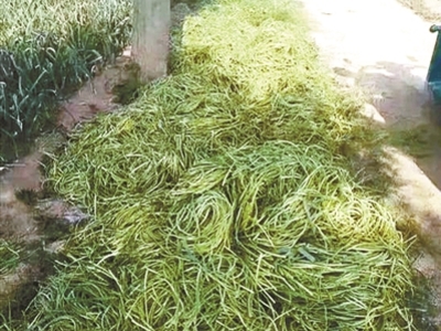 河南多地出现"蒜你完" 数万斤蒜薹被扔进河沟